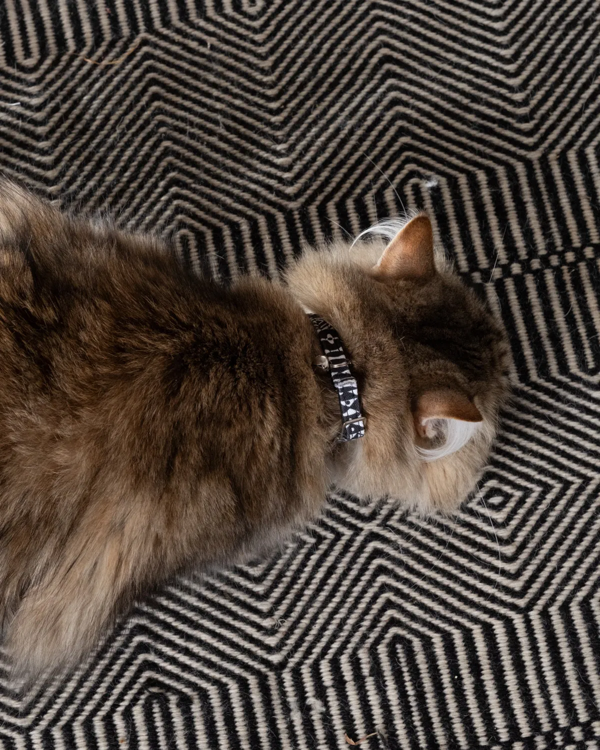 Bow Wow Haus Stretch Cat Collar