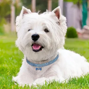 Dog Sparkling Collar