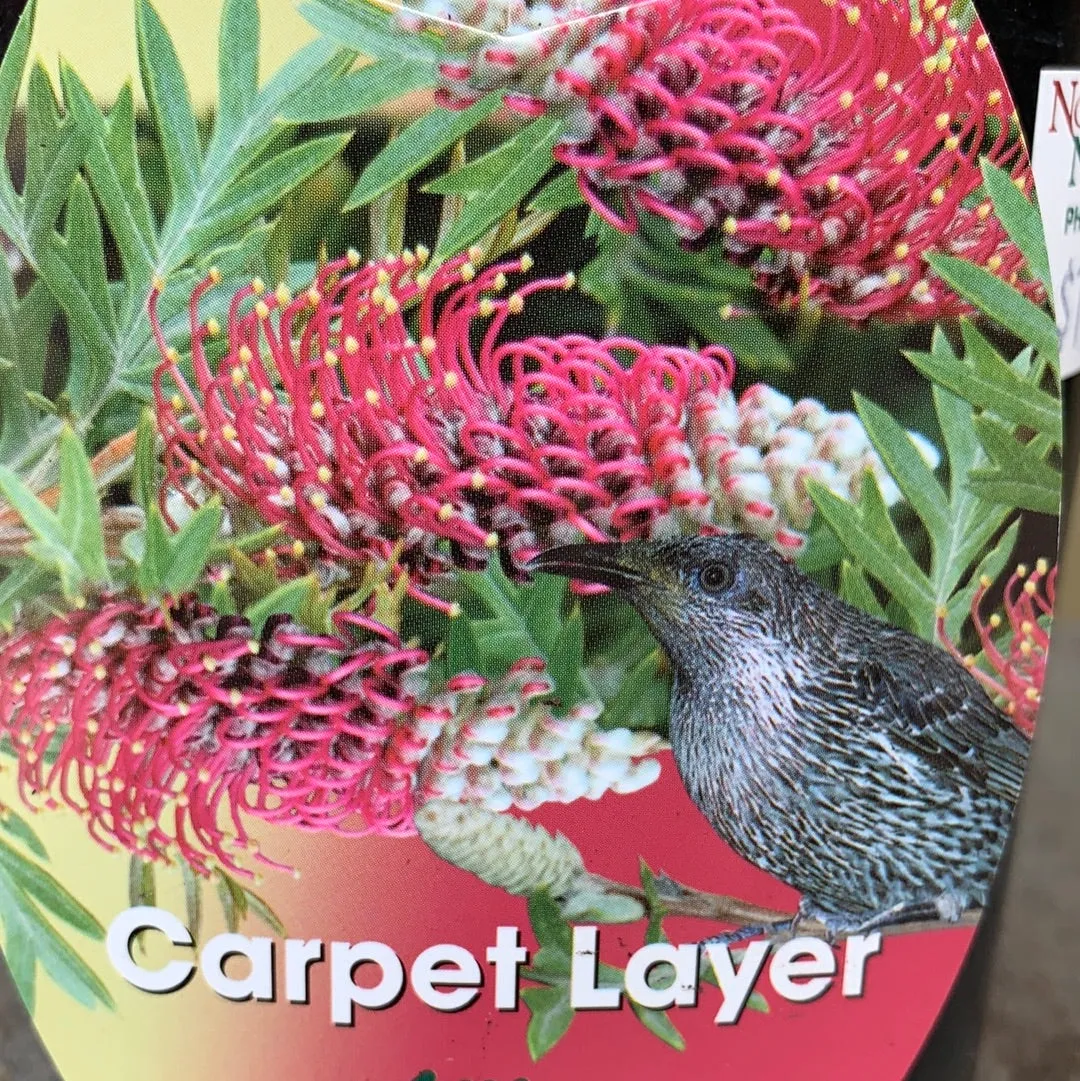 Grevillea ‘Carpet Layer’