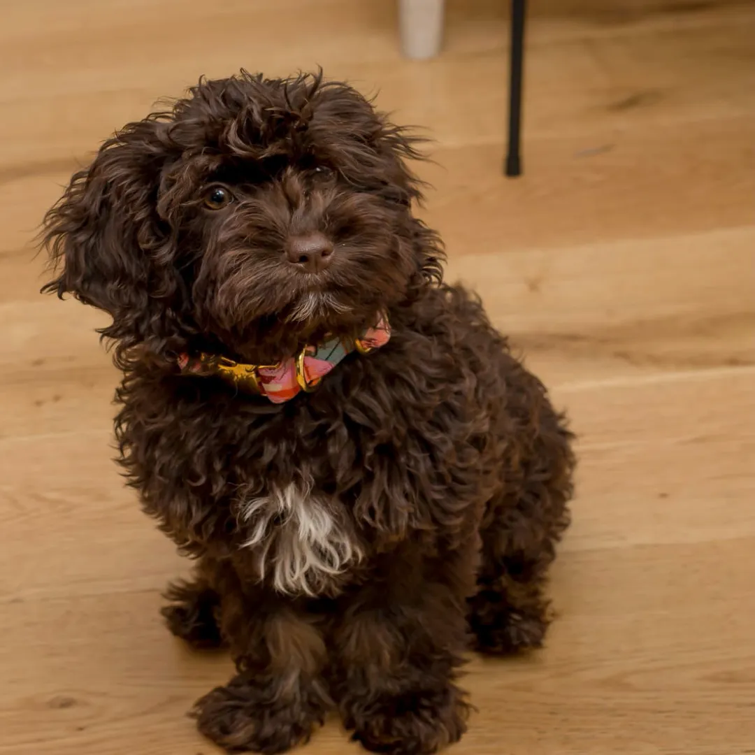 The 'Peony Flowers' Dog Collar Bundle